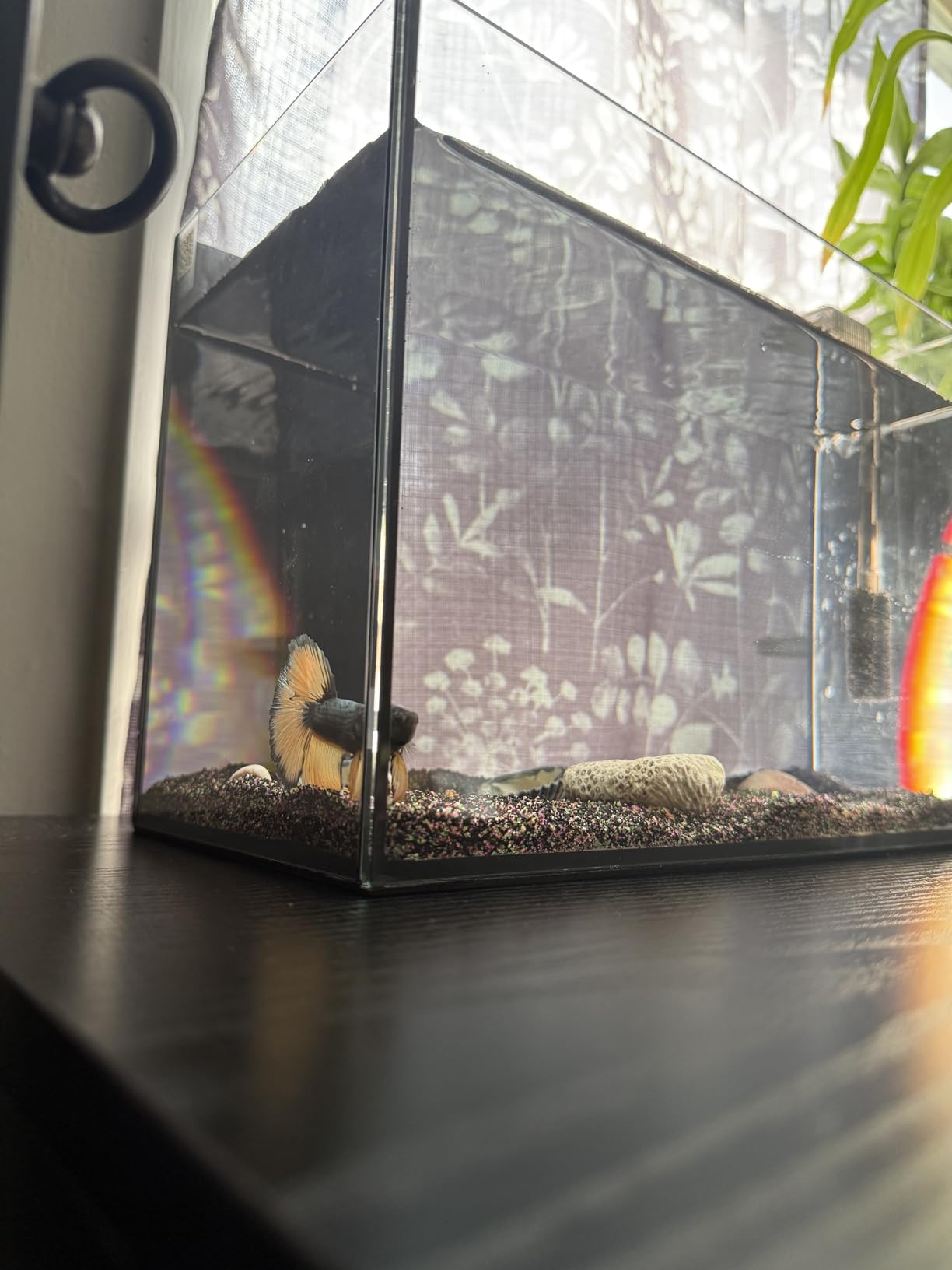 Glass Fish Tank Kit, 3 Gallon Betta Nano Fish Tank Aquarium Starter Kit | Complete Aquarium Kit with Filter, Adjustable LED Light, Lid, Net, Water Changer for Betta, Goldfish, Small Fish or Shrimp customer photo 1