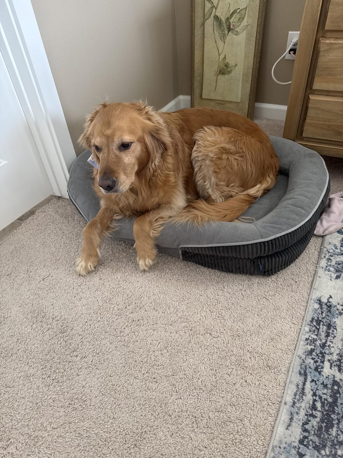 Bedsure 360 Oval Bolster Orthopedic Dog Beds Large Sized Dog, 35 Grey | Egg-Crate Foam for Senior Dogs, Big Comfort Pet Sofa Couch with Ultra-Soft Fleece Waterproof Washable Cover customer photo 2