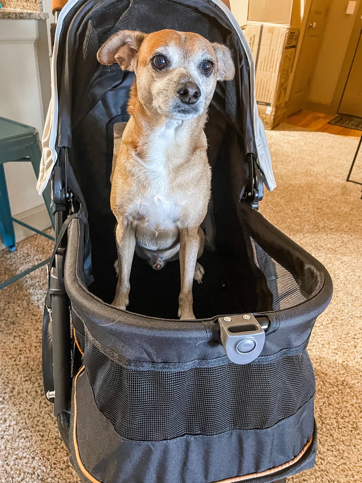 Pet Gear No-Zip AT3 Pet Stroller for Cats/Dogs, Sea Salt | Zipperless Entry, Easy One-Hand Fold, Jogging Tires, Removable Liner, Cup Holder + Storage Basket customer photo 1