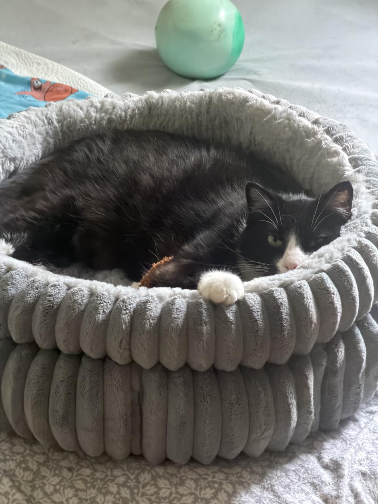 BALANCE Donut Dog Bed, 36 Inches Round Dog Bed Large Size Dogs Washable, Orthopedic Calming Dogs Beds for Kitten, Fluffy Plush Faux Fur Pet Bed with Anti-Slip Bottom customer photo 2
