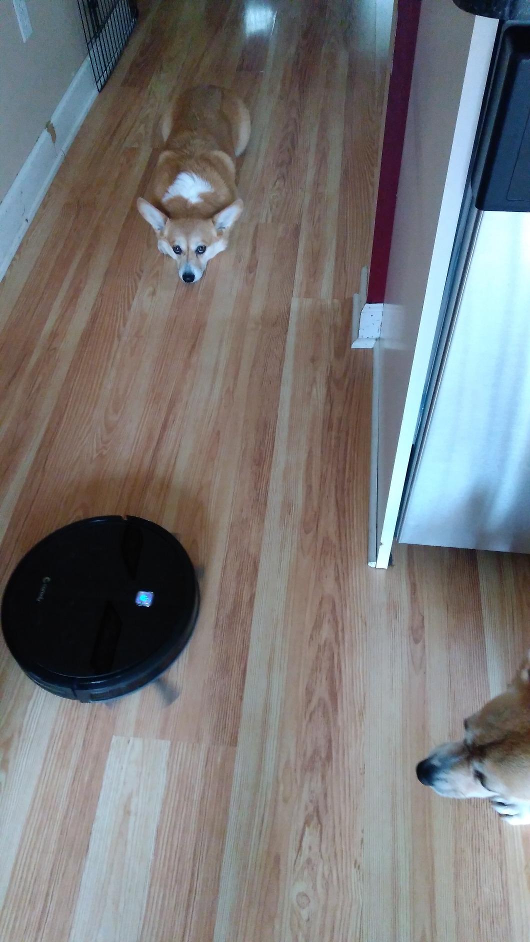 Robot Vacuum and Mop Combo, 2300Pa Strong Suction, 2-in-1 Dust Box and Water Tank, Works with Alexa/Google Assistant, Long Runtime, Schedule, Quiet, Ideal for Hard Floors, Low-Pile Carpets and Pets customer photo 2