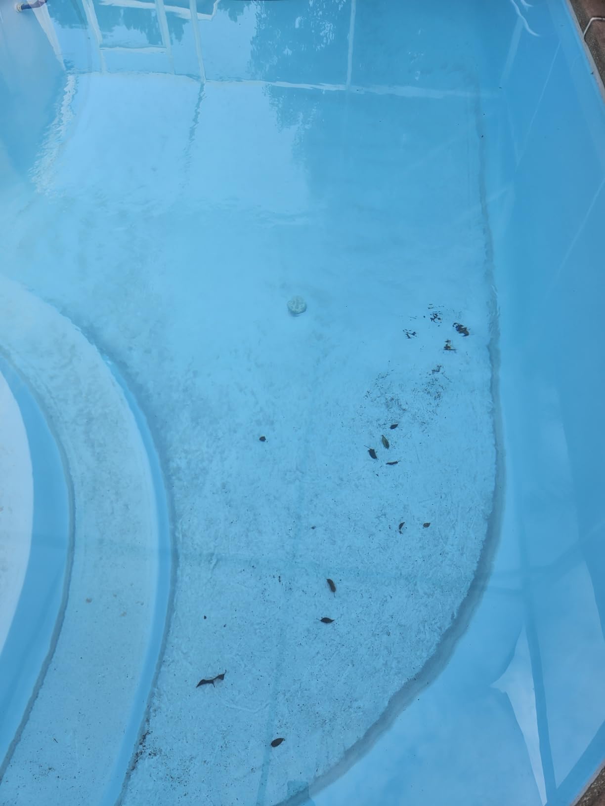Robelle 24-Pounds Premium D.E. for Pool Filters, Diatomaceous Earth DE Pool Filter Powder, Made in USA customer photo 1