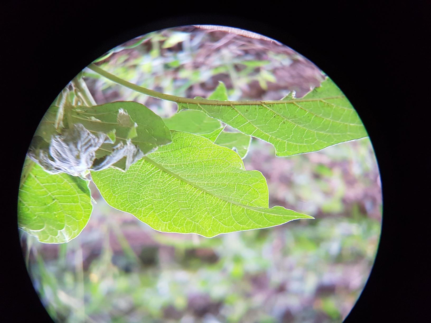 Wingspan Optics Skyview Ultra HD - 8X42 Binoculars for Bird Watching for Adults with ED Glass. Waterproof, Wide Field of View, Close Focus. Experience Better and Brighter Bird Watching in Ultra HD customer photo 1