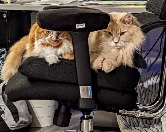 Xtreme Comforts Seat Cushions | Office Chair Cushions for Desk, Car, Wheelchair| Ergonomic Memory Foam Seat Cushion for Support & Comfort | Helps Improve Sitting Posture for Work & Body Relief (1 Pc) customer photo 2