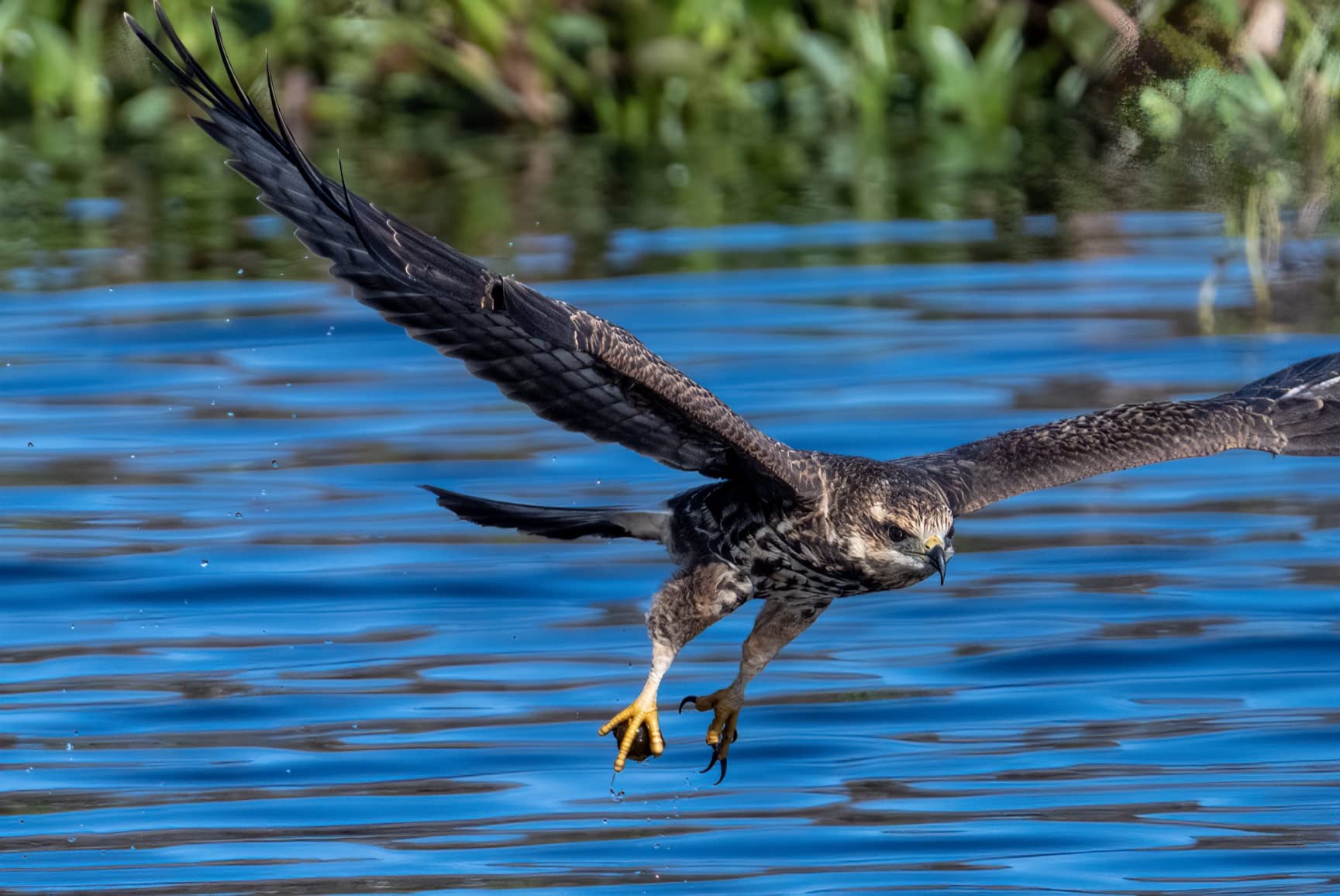Nikon NIKKOR Z 100-400mm VR S | Premium Versatile telephoto Zoom Lens with Image stabilization for Z Series mirrorless Cameras (Compatible with teleconverters) | Nikon USA Model customer photo 2