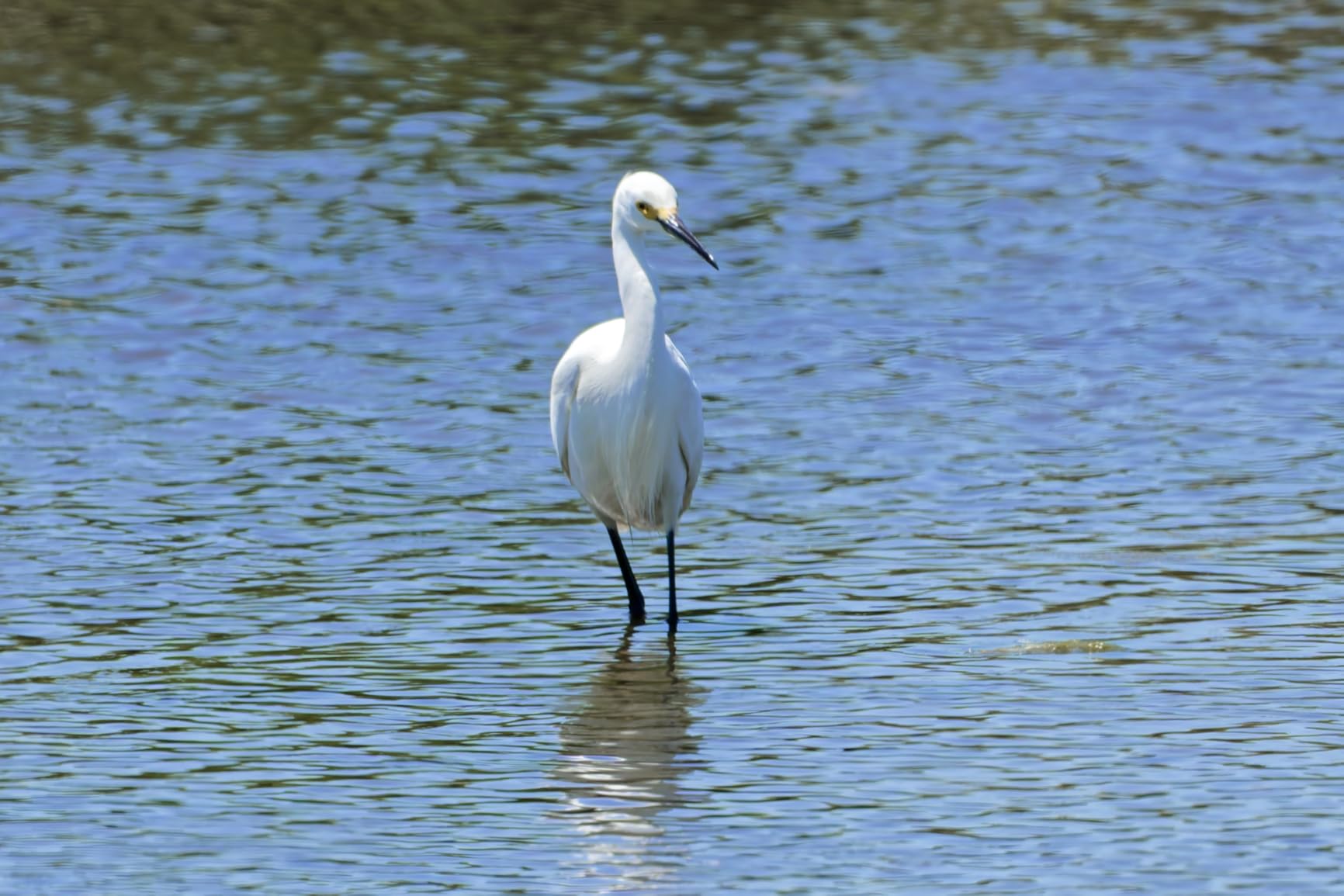 NIKON NIKKOR Z 180-600mm f/5.6-6.3 VR customer photo 1