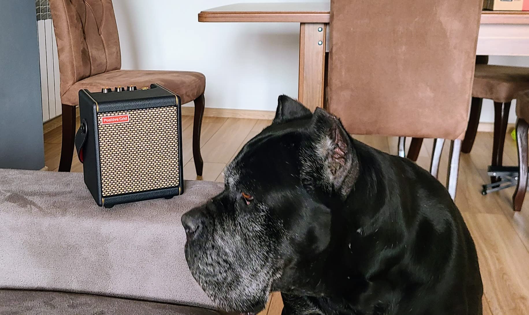 Positive Grid Spark MINI Vai 10W Portable Smart Amp, Designed by Steve Vai customer photo 1