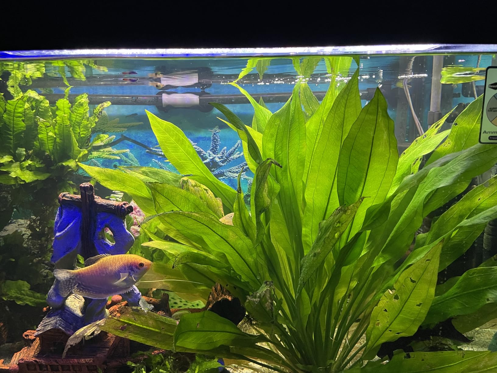 OASE BioMaster Thermo External Filter with Built-in Heater for Aquariums up to 160 gallons, Multi-stage Filtration, Easy Maintenance Prefilter, Quiet Canister Filter, German Engineering customer photo 1